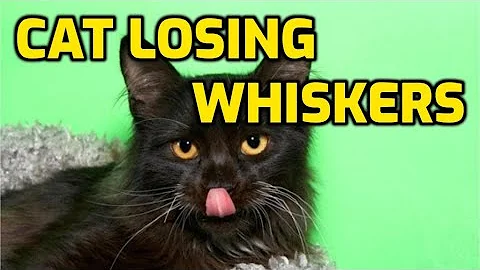 The Importance of Cat's Whiskers: Understanding Breakage Causes