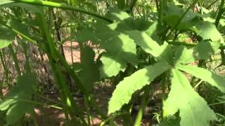 OKRA PLANT WITH MULTIPLE STALKS 9-3-12