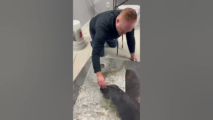 Can you tell a difference?#varnish #paintingvarnish #oilpainting #bearpainting #satisfyingart #short