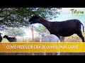 Como Producir Cria de Ovinos para Carne - TvAgro por Juan Gonzalo Angel Restrepo