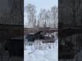Гусеничный вездеход ЛАЙКА Терек. Форсаж по русски #вездеходылайка #болотоход #вездеход #automobile