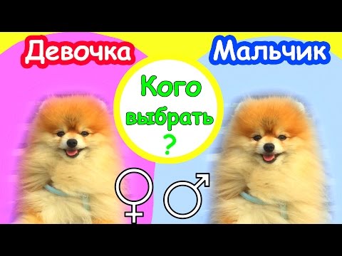 ВЫБОР ЩЕНКА ШпИцА ✔️МАЛЬЧИКИ VS ДЕВОЧКИ ✔️КОГО ВЫБРАТЬ