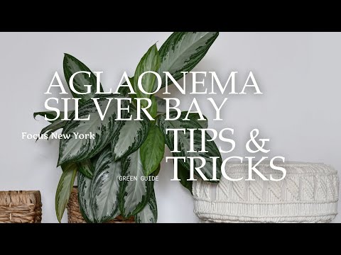 Aglaonema Silver Bay: Complete Indoor Care Guide (For Long-Lasting Foliage)  - YouTube