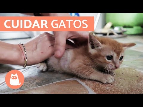 Video: Cómo Alimentar A Un Gatito Británico