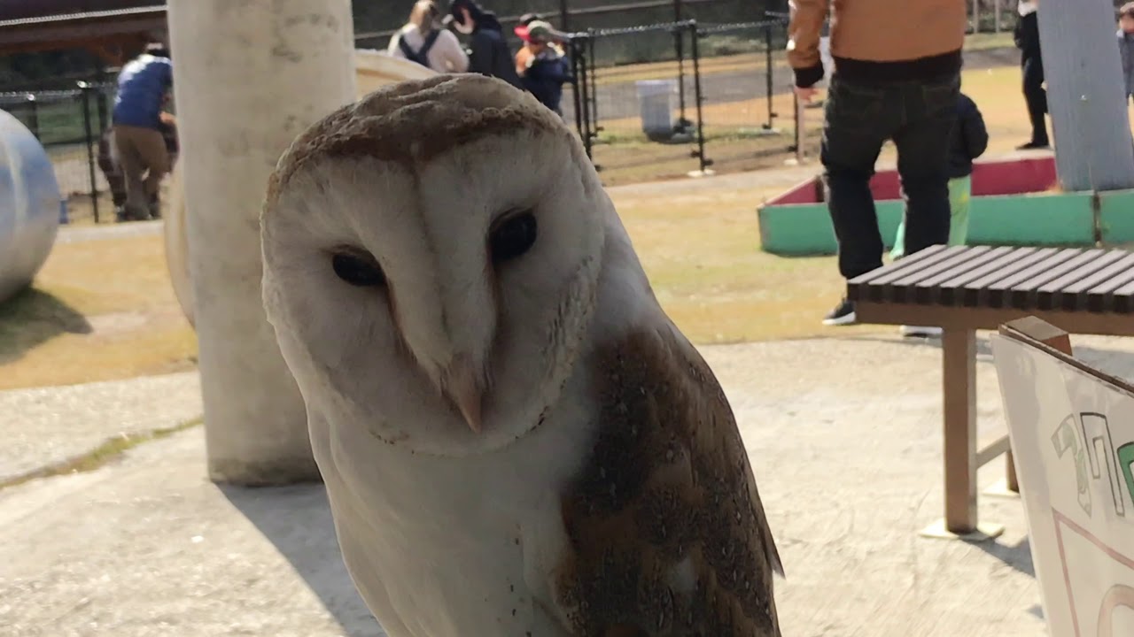 可愛すぎるメンフクロウの動画 Youtube 可愛すぎるメンフクロウの動画 Youtube