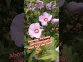 prachtvolle Blüten am Hibiskus - so geht&#39;s #garten #gartenarbeit #hibiscus