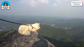 Was Samoyed afraid of standing on top of a mountain? Alaska Samoyed goes sightseeing with its owner