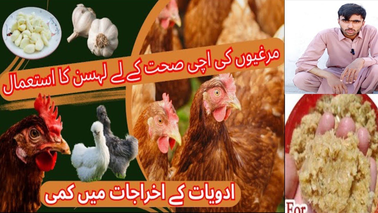 Garlic A Cheap Alternative To Expensive Antibiotics In Chicken 2024 garlic-a-cheap-alternative-to-expensive-antibiotics-in-chicken-2024