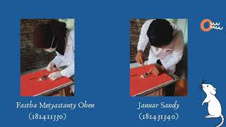 Praktikum Zoologi Vertebrata Kelas Mamalia Pada Spesies Mencit Mus Musculus