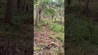 Tree Guard Idea For Baby Trees Ptotection For Small Trees Loyal Gardener