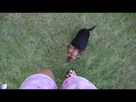Classical Conditioning With Dog