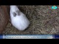В Ниноцминде разводят кроликов. Ճագարաբուծությունը տարածում է գտնում նաև Նինոծմինդայում