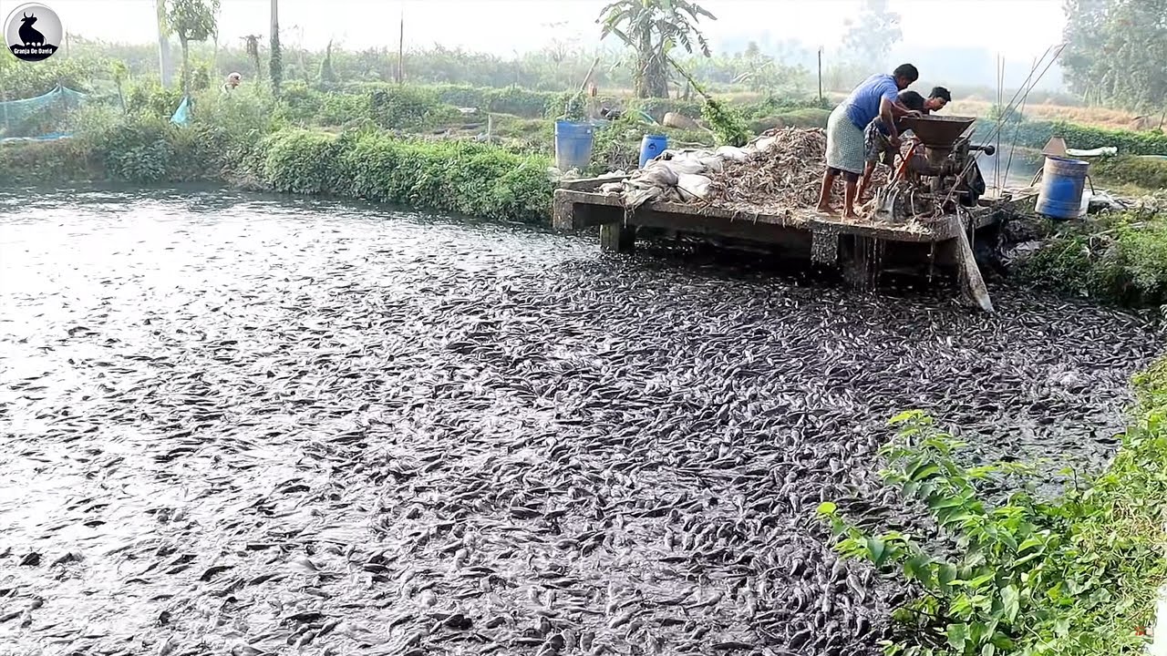Granja de bagre - Millones de bagres se crían de esta manera para obtener carne