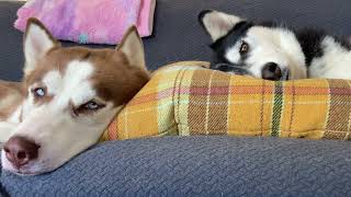 Sleeping Huskies / Dog Naptime #sleep #dog #husky