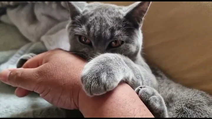Watch the video about British Blue Shorthair Kitten play fighting. Super cute grey cat #cutecat #britishshorthair #funny