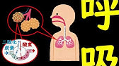消化管の歌 食べ物の通り道 小学校理科 中学校理科 オリジナル学習ソング Youtube