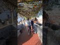 Alfama Viewpoint Lisbon Portugal Walk #lisbon #portugal #lisboa #europe #shots #alfama #ytshorts