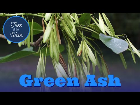 Wideo: Informacje o zielonym jesionie: Wskazówki dotyczące uprawy zielonych jesionów