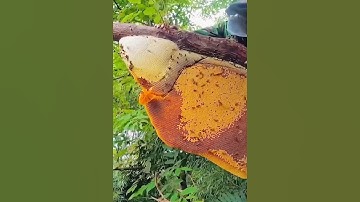 what natural honey looks like in your image #shorts EP826