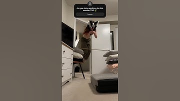 That jump was 107 cm tall! #antizoo #furry #quadrobics #fursuit #theriangear #dragonart #otherkin