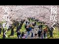 厚田の桜ー厳しい冬を乗り越えてー