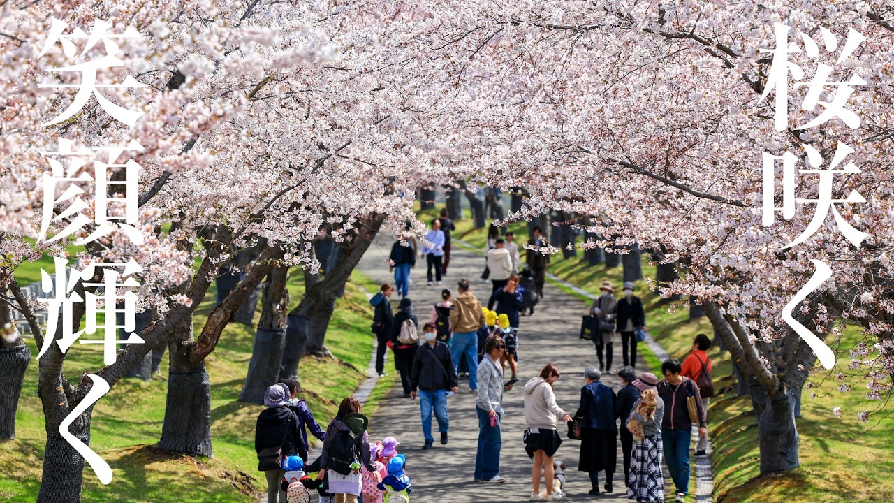 厚田の桜ー厳しい冬を乗り越えてー