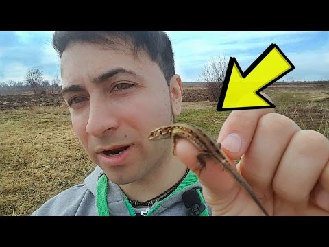 Video: Ce Mănâncă șopârle