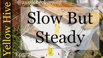 Aussie Bee Keeping - Yellow Hive Full Inspection 27th Aug 2021