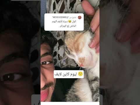 عجبتكم القطة ضحك نكت ضحك من القلب اكسبلور سخرية ترند ضحك مستمر كوميديا ساخر