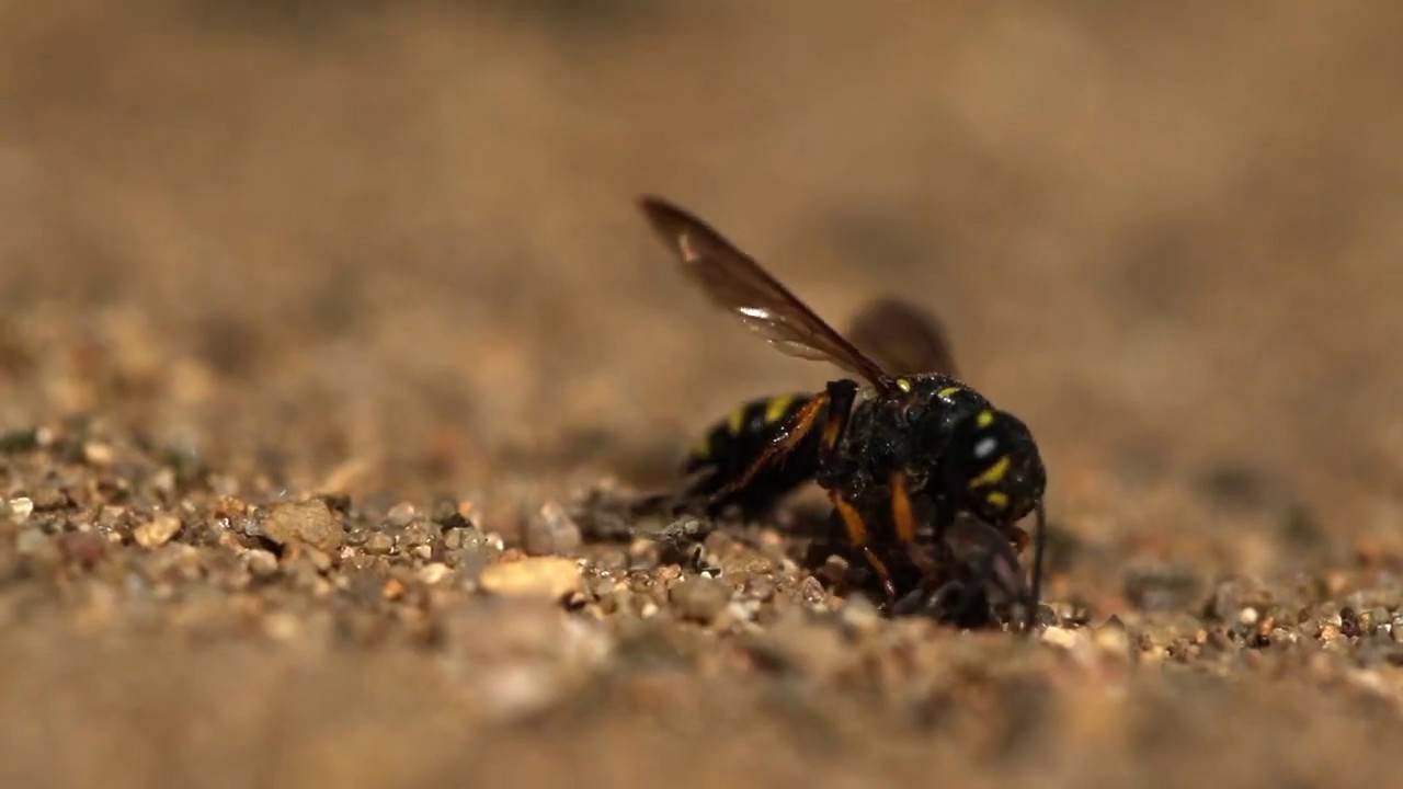 beetle in tagalog Sand Tailed Digger Wasp With Paralyzed Prey Weevil (Cerceris arenaria)