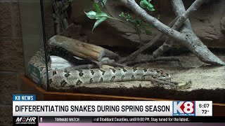 What to know about snakes in Arkansas this spring