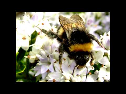 Dubstep Bumble Bees - Dubstep Bumble Bees