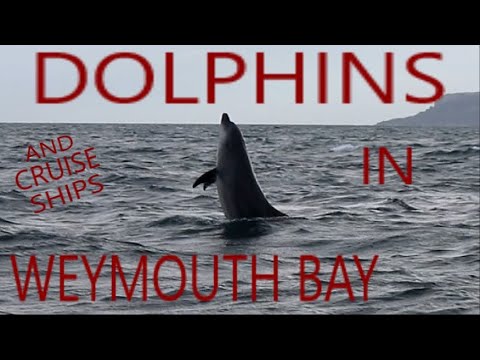 Dolphins and cruise