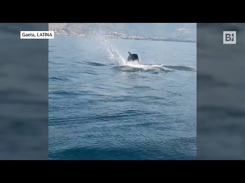 La meravigliosa danza dei delfini a Gaeta