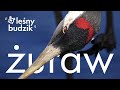 Leśny Budzik - Żuraw