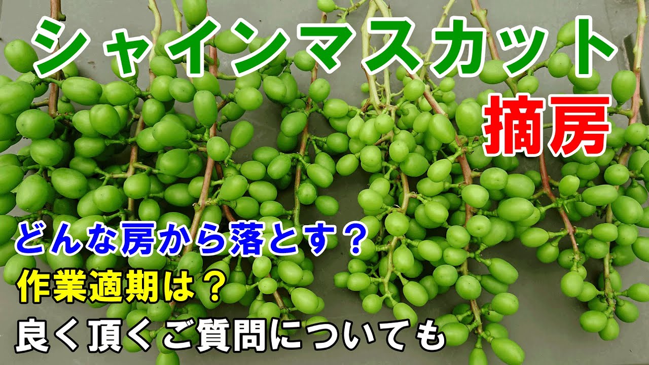シャインマスカットの摘房　どんな房から落とす？時期は？よく頂くご質問についても