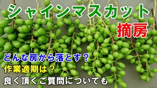 シャインマスカット粒抜き、専用です。 シャインマスカット】第121回、令和5年度摘粒作業【仮摘粒編