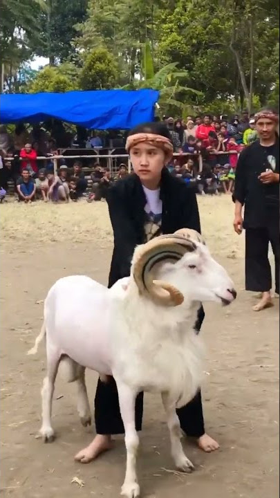 cewek adu domba garut# domba garut