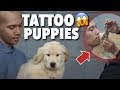 PUPPIES DITATO KACIAN PADA MEWEK SEMUA 😭 DI TATO BUAT APA?! | THE GOLDEN FAMILY