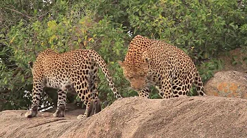 Can a male lion mate with a female leopard?