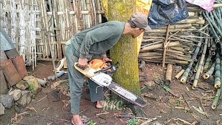 Tebang pohon Mahoni belakang rumah - stihl MS381 chainsaw