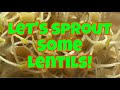 Let’s sprout some lentils!