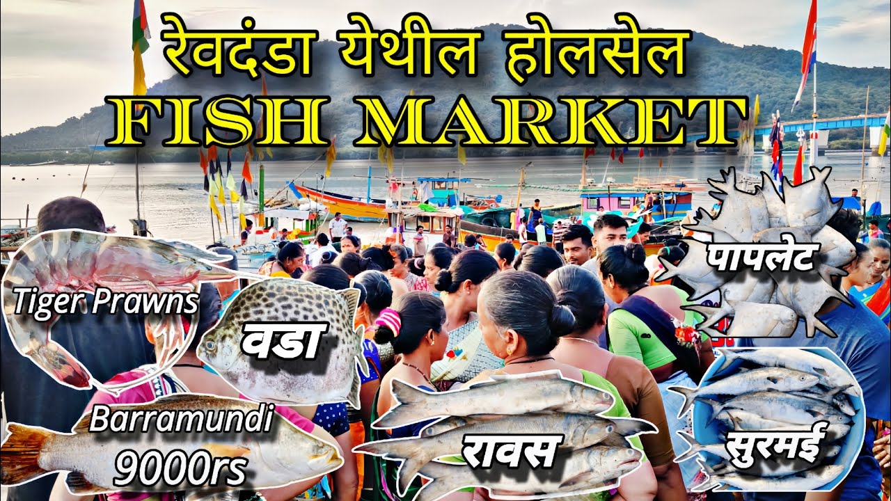 रेवदंडा Dock वर भरणारा होलसेल Fish Market🐟 | इथे मिळते एकदम ताजी मच्छी😱| जिताडा,सुरमई, रावस,पापलेट |