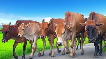 Aktivitas sapi moo berjalan di sore hari pulang menuju kandang melewati jembatan, suara sapi lembu