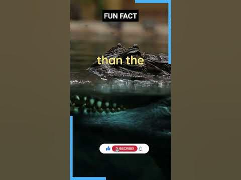 Four Nile crocodiles have been found in Florida #youtuber #