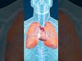How Your Heart and Lungs Work Together in 10 Seconds! #heart