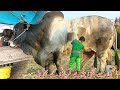 Top 5 Biggest Bulls In The World ||  ہاتھی سے بھی بڑے قربانی کے بیل || #MazharTv |