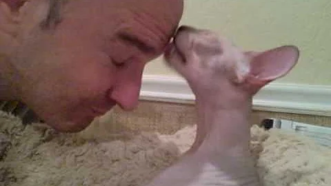 Video 11824741: sphynx