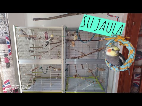 Video: Cómo Configurar La Jaula Perfecta Para Pájaros
