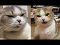 Try not to laugh  new funny cats   meowfunny part 24